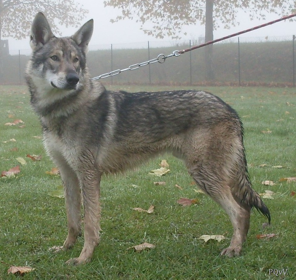  Grand Prelude ar Borin Braz